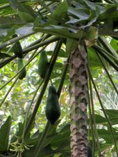 203 Wadi Tiwi, Papayas.JPG